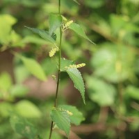 <i>Acalypha fruticosa</i>  Forssk.